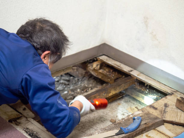 Best Home Mold Removal  in Coralville, IA