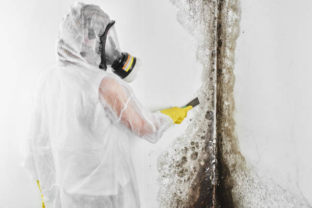 Best Attic Mold Removal  in Coralville, IA