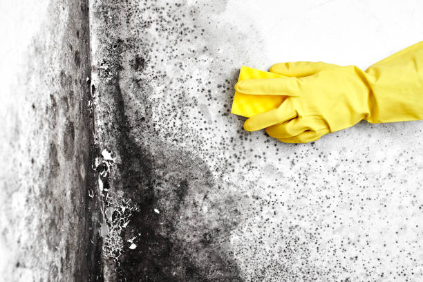 Best Residential Mold Removal  in Coralville, IA