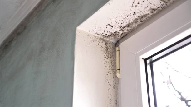 Best Mold Testing  in Coralville, IA