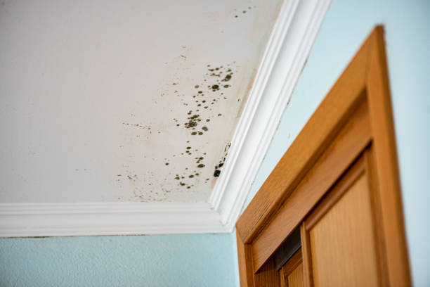 Best Office Mold Removal Services  in Coralville, IA