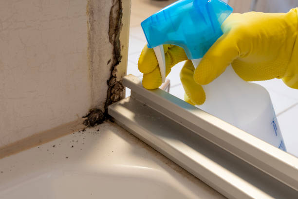 Best Mold Remediation  in Coralville, IA
