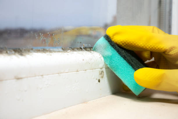 Best Mold Remediation Experts  in Coralville, IA