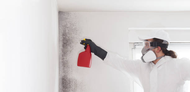Best Mold Removal Near Me  in Coralville, IA