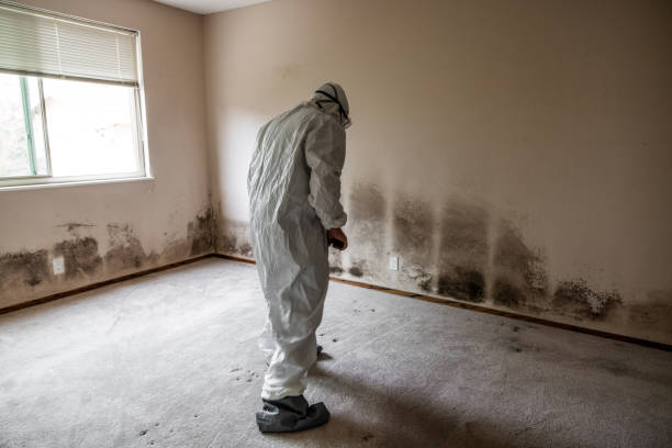 Best Mold Damage Repair  in Coralville, IA
