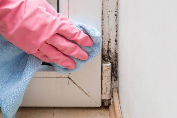 Coralville, IA Mold Removal Company